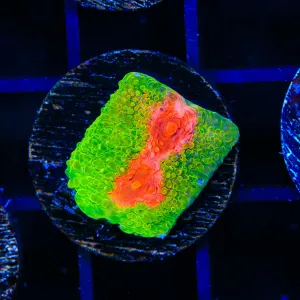 3G Mummy Eye Chalice Coral