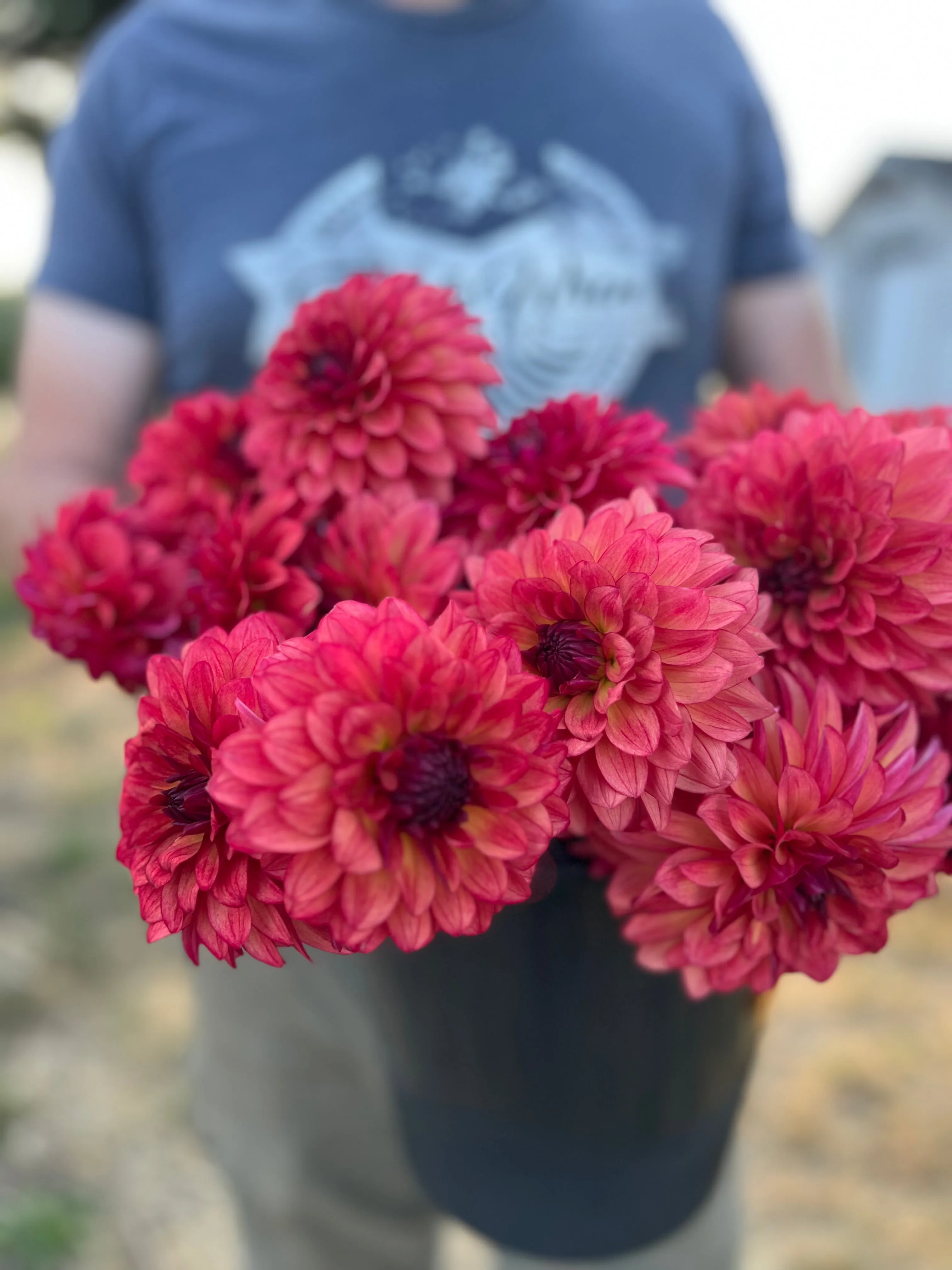Bloomquist Footloose Dahlia Tuber