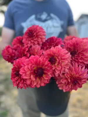 Bloomquist Footloose Dahlia Tuber