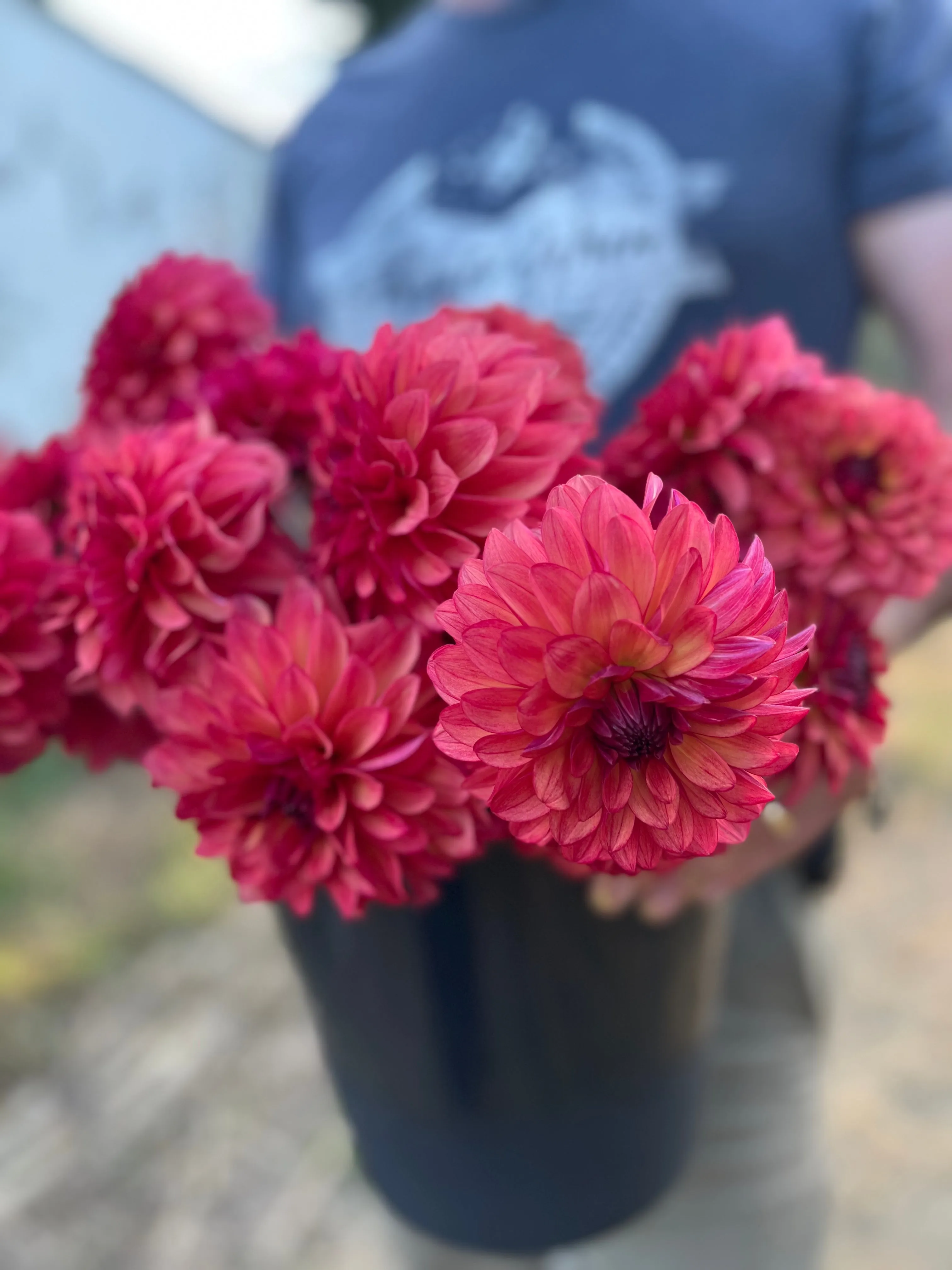 Bloomquist Footloose Dahlia Tuber