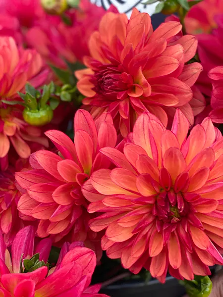 Bloomquist Footloose Dahlia Tuber