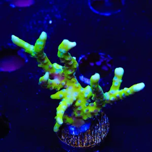 CB The Thing Anacropora Coral