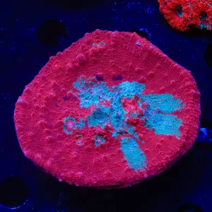 Cherry Berry Chalice Colony Coral