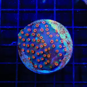Meteor Shower Cyphastrea Colony Coral