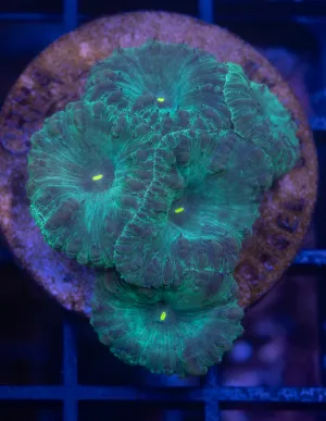 Nuclear Green Basto Wellsi