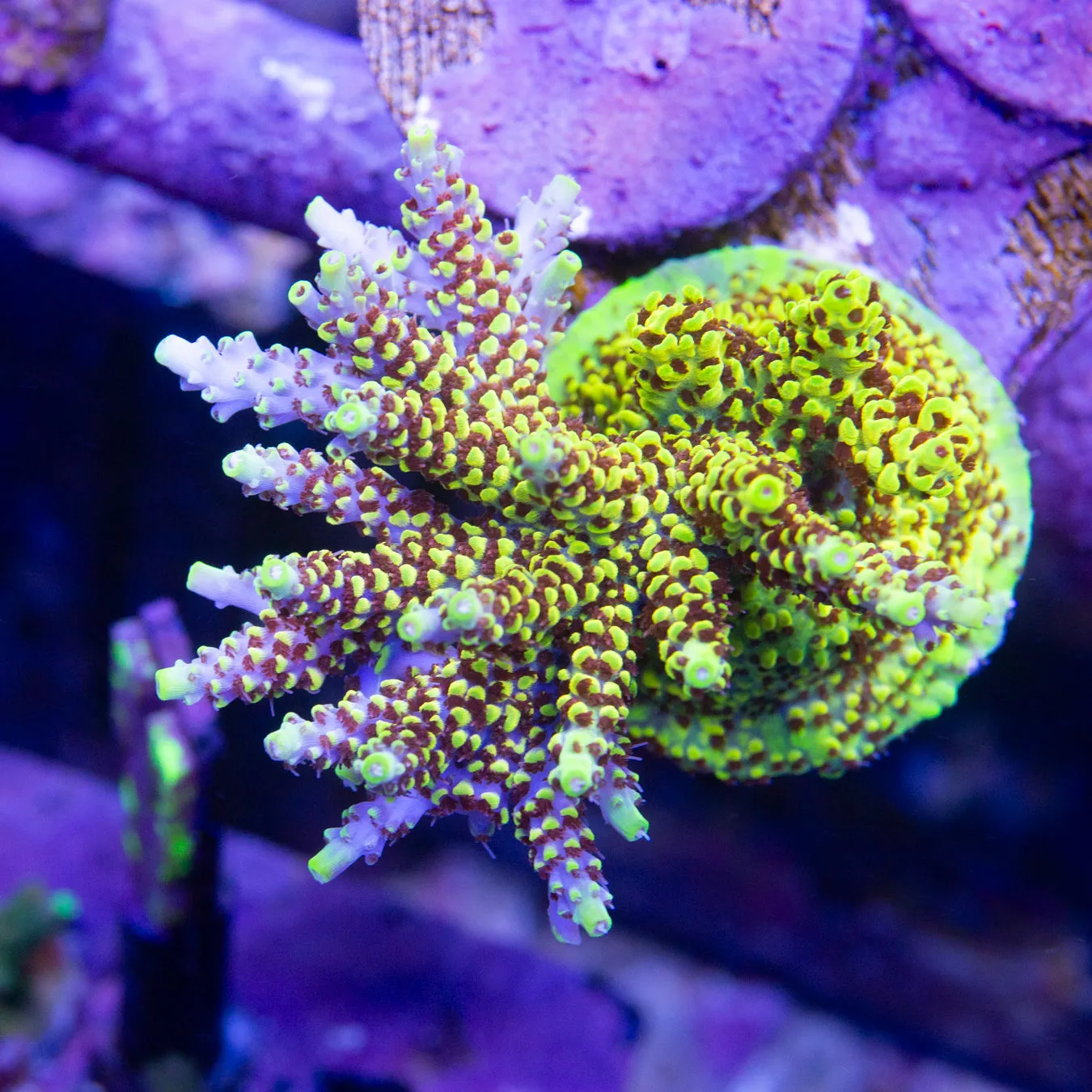 Starlight Acropora Frag