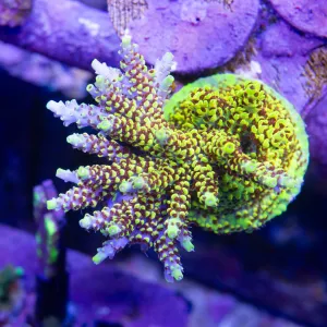 Starlight Acropora Frag