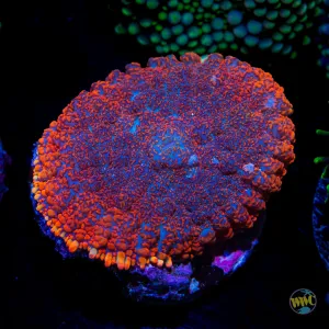 Superman Rhodactis Mushroom