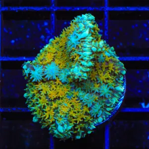Sweet Honey Persian Rug Mushroom Coral