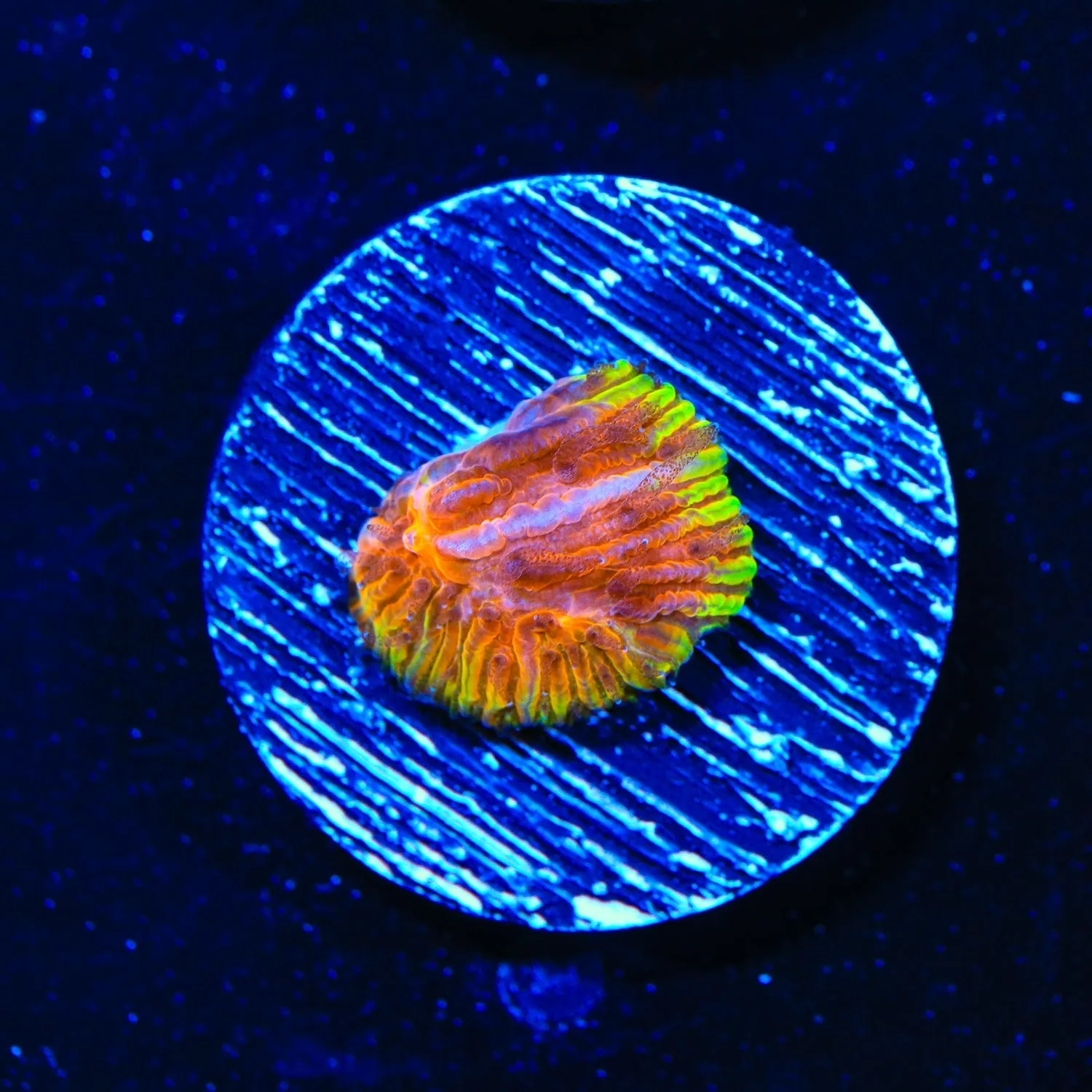 TSA Flaming Ring Plate Coral
