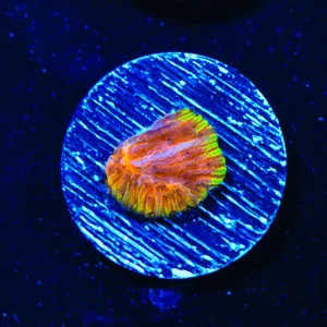 TSA Flaming Ring Plate Coral