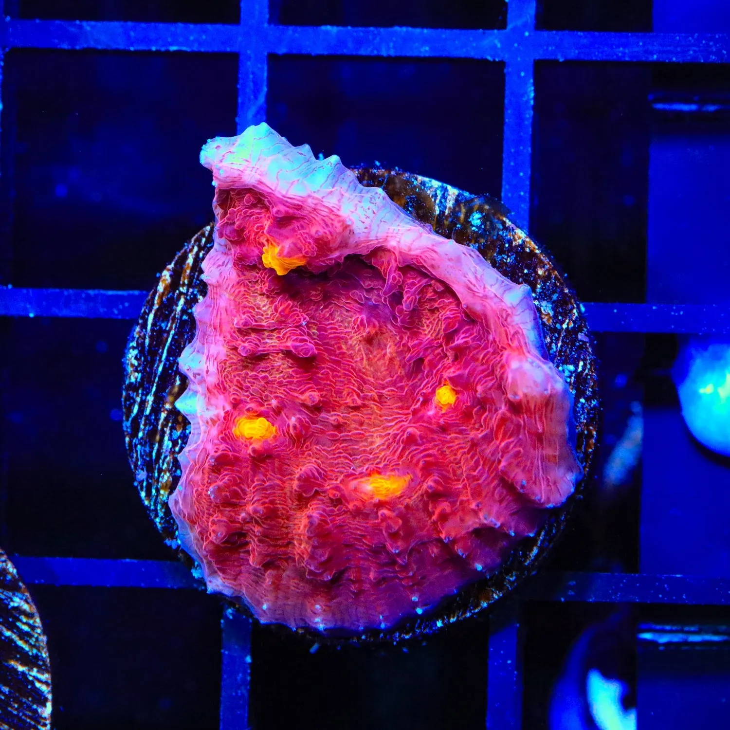 TSA Golden Eye Chalice Coral