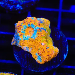 TSA Paintball Chalice Coral