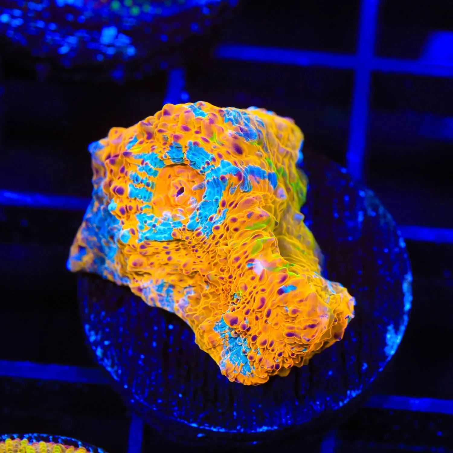 TSA Paintball Chalice Coral