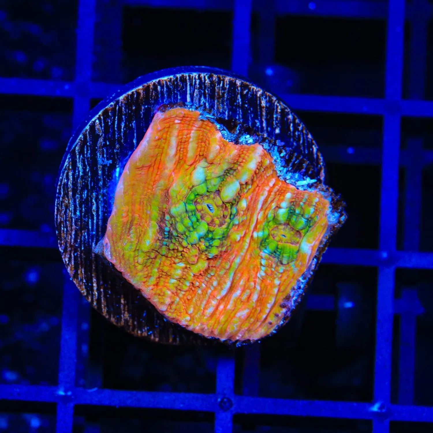 TSA Psycho Clown Chalice Coral