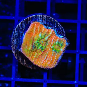 TSA Psycho Clown Chalice Coral