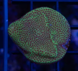 Watermelon Porites