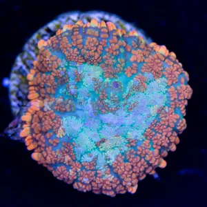 WWC Orange Crush Mushroom Coral